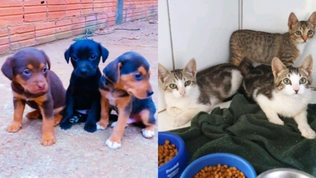 animais para adoção