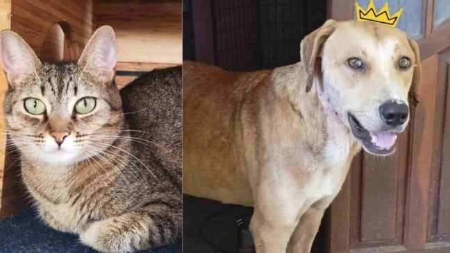 À esquerda, um gato tigrado; à direita, um cachorro caramelo.