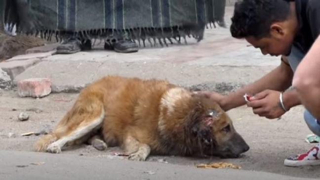 Homens param para ajudar cachorro idoso que implorava por ajuda há dias