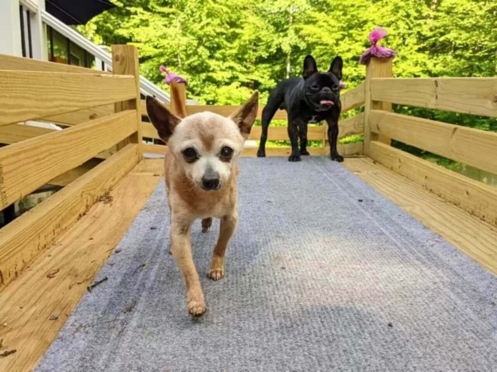 Cachorrinhos andando