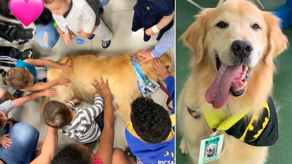Foto do cãoterapeuta, Apollo, com pacientes do Hospital Universitário.
