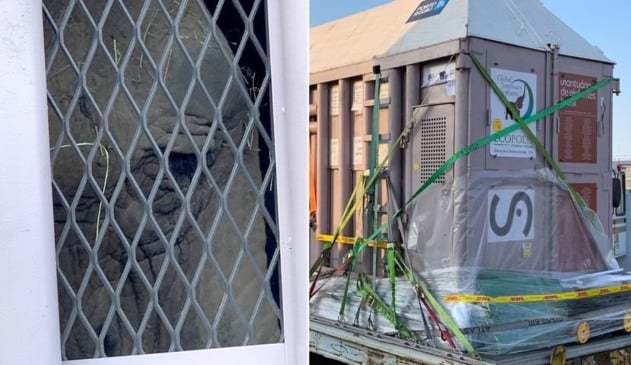 Após anos de exploração em circos, elefanta Ramba desembarca em Viracopos