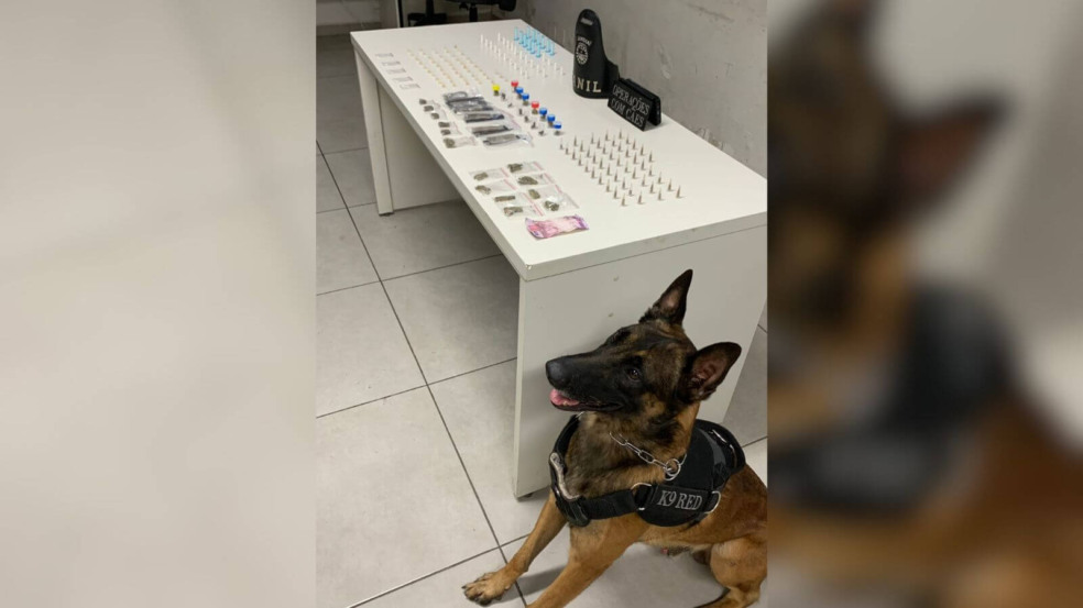Cão policial K9 ao lado de uma mesa com apreensões de drogas e dinheiro durante operação de combate ao tráfico em área urbana de Jundiaí. Cão policial K9 ao lado de uma mesa com apreensões de drogas e dinheiro durante operação de combate ao tráfico em área urbana de Jundiaí.