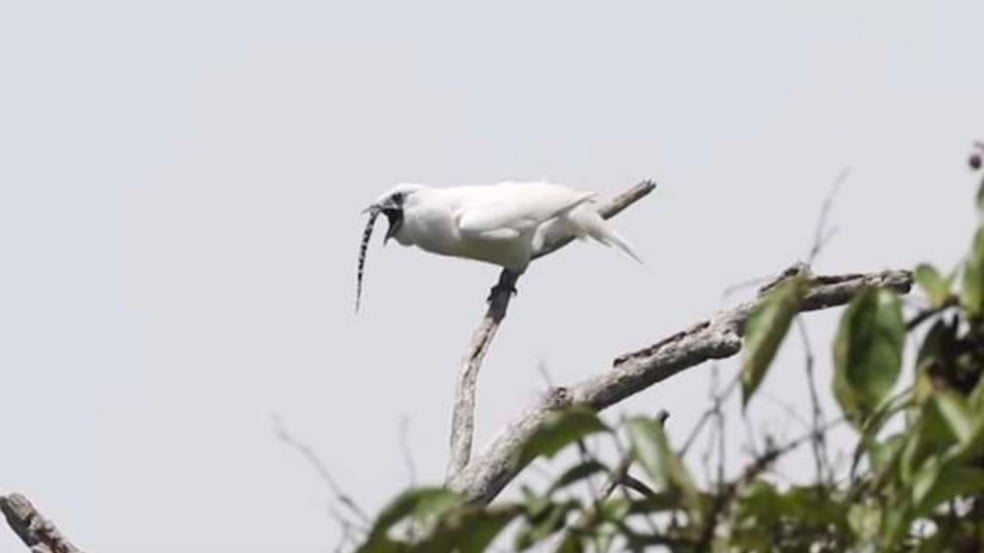 (Foto: Reprodução/catiororeflexivo)