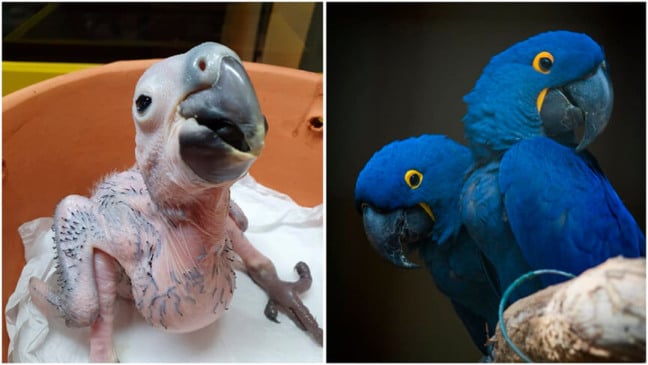Filhote de arara-azul nasce no Zooparque Itatiba. (Foto: Divulgação)
