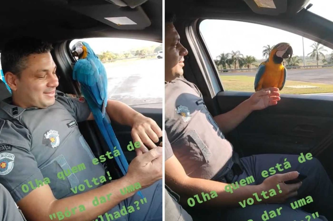 Arara reencontra PMs, entra em viatura e os "ajuda" em ronda; confira o vídeo