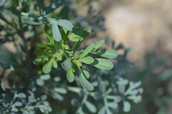 Aprenda a plantar arruda da forma correta