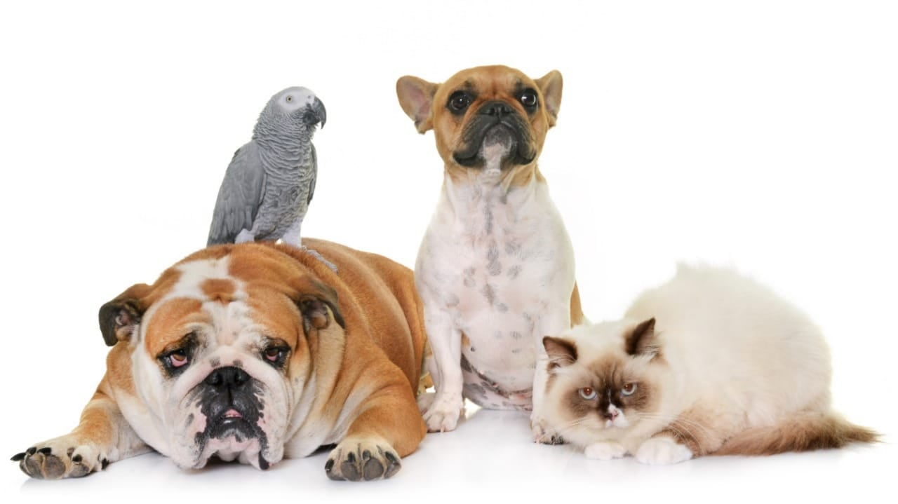 Animais de estimação