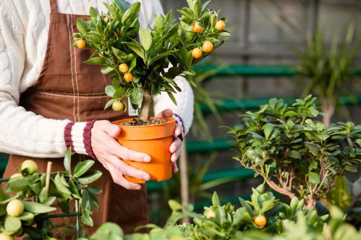 Pomar compacto: 8 árvores frutíferas ideais para cultivar em vasos