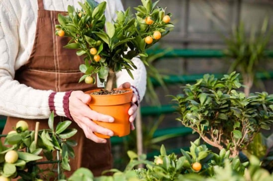 Pomar compacto: 8 árvores frutíferas ideais para cultivar em vasos