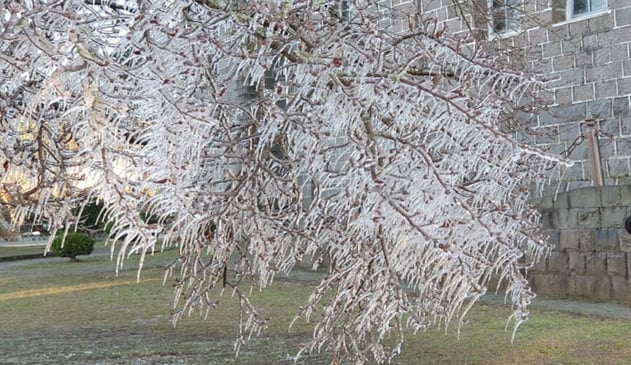 Árvores congelaram por causa da geada em São Joaquim. (Foto: Mycchel Legnaghi)
