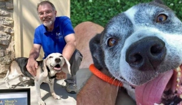 Aposentado abre 'casa de repouso' para cães idosos abandonados