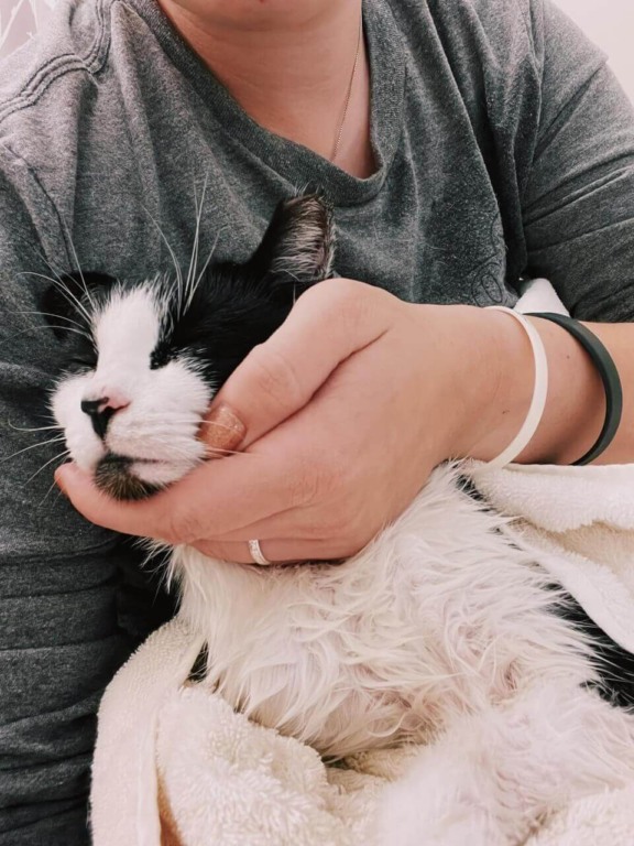 Gato depois do banho