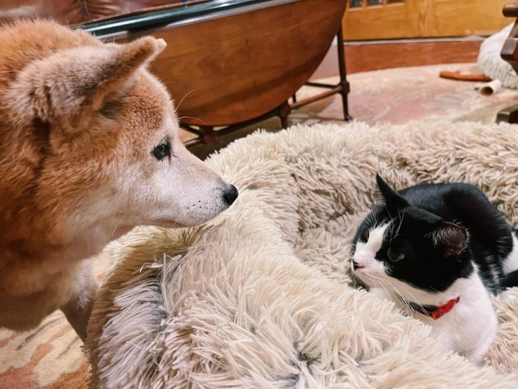 Cachorro e gato