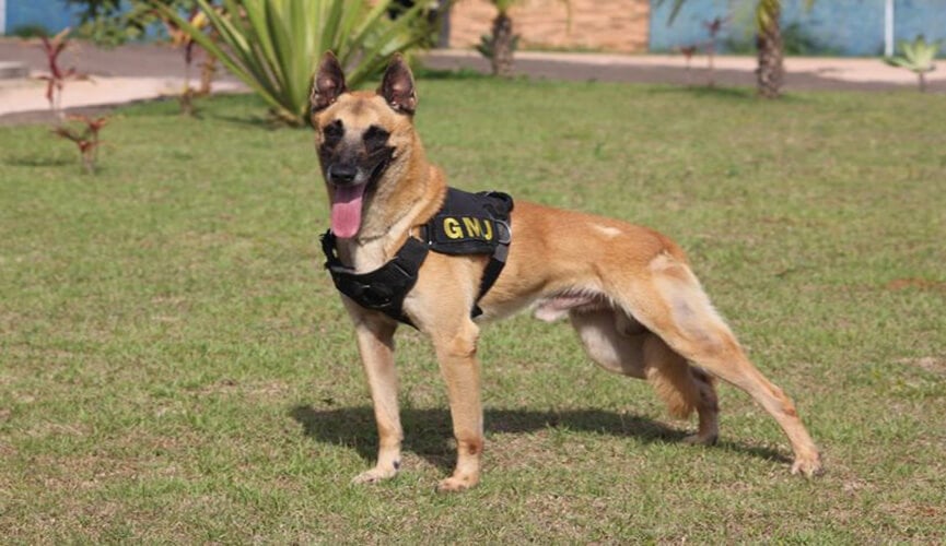 Cão Athon será velado com a bandeira de Jundiaí