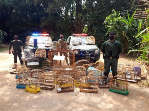 Aves mantidas em cativeiro são encontradas pela Divisão Florestal em Jundiaí
