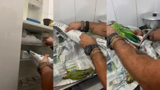 Polícia Civil encontra aves congeladas em freezer de petshop, em Salto