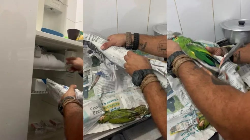 Polícia Civil encontra aves congeladas em freezer de petshop, em Salto