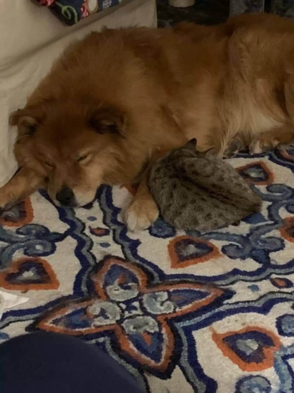 Cachorro deitado com gatinho