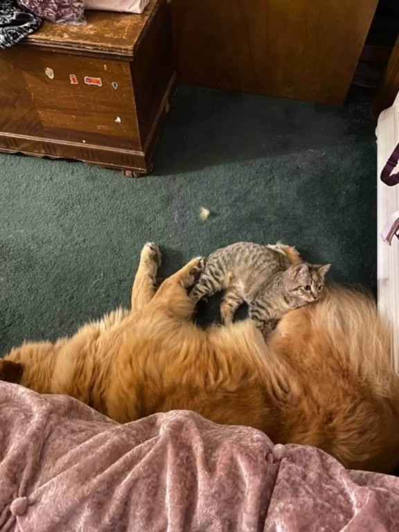 Cachorro deitado com gatinho