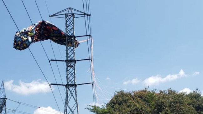 Foto: Canil Guarda Municipal de Jundiaí/ Divulgação