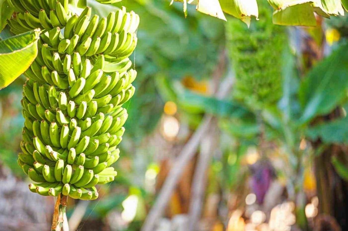 Saiba como plantar bananeira. É mais fácil do que você imagina!