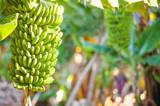 Saiba como plantar bananeira. É mais fácil do que você imagina!
