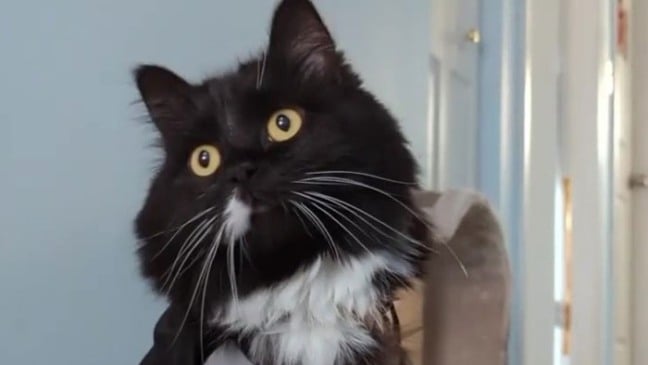 Gato viraliza ao ser flagrado roubando os brinquedos de sua humana no meio da noite