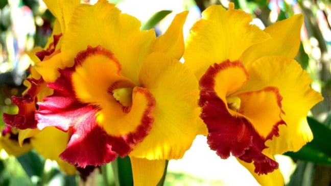 Orquídea BLC Várzea Paulista com pétalas amarelas e labelo vermelho.