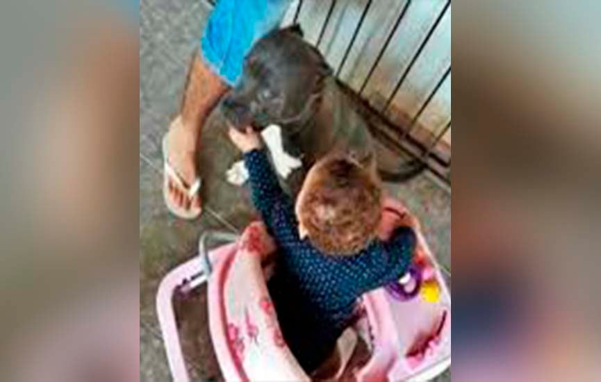 bebê de um ano morre após ataque de pitbull