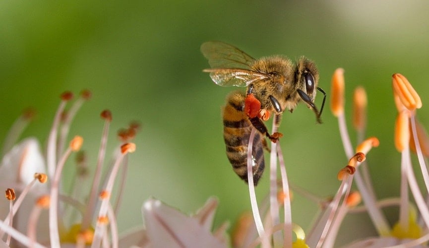 Abelha colhendo pólen