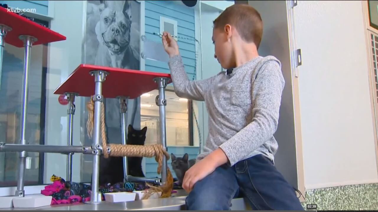 Menino brincando com gatos