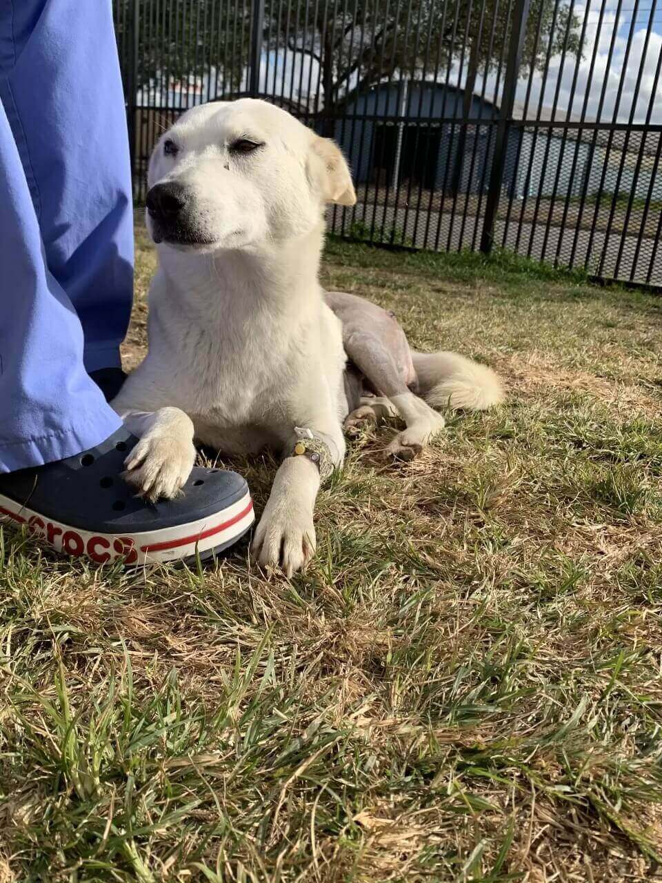 Cachorro branco deitado