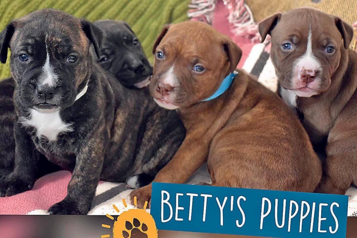 Filhotes de pit bull