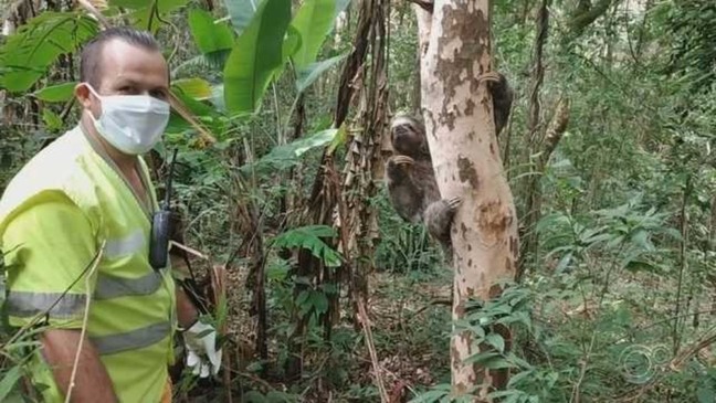Bicho-preguiça é resgatado por ciclistas em Jundiaí