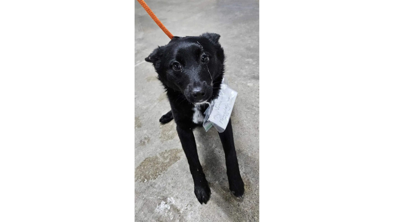 Cachorro preto abandonado em estacionamento