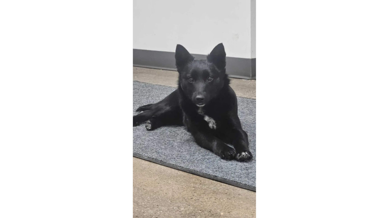 Cachorro preto abandonado em estacionamento