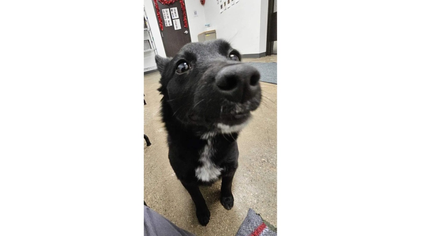 Cachorro preto abandonado em estacionamento