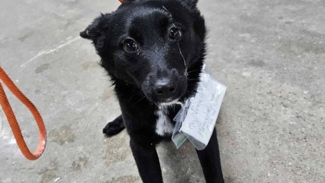 Cachorro preto abandonado em estacionamento