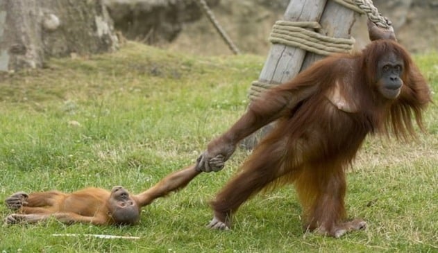 Foto de macaco arrastando outro