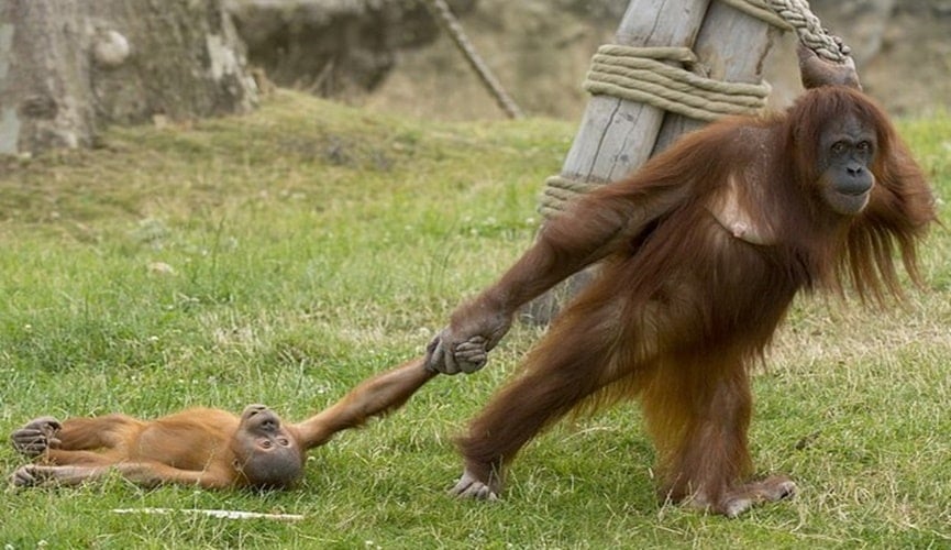 Foto de macaco arrastando outro