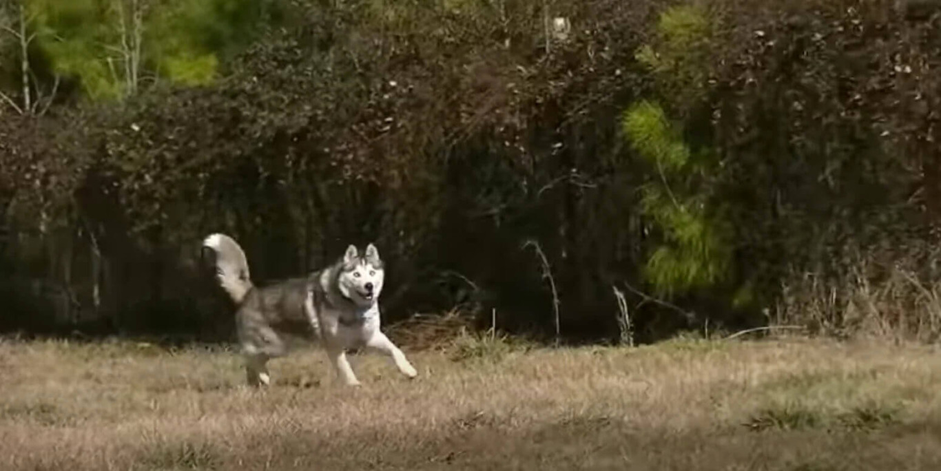 Cachorro correndo depois de ser libertado de correntes