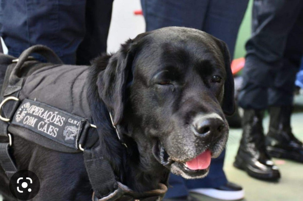 Foto: Guarda Municipal de Jundiaí