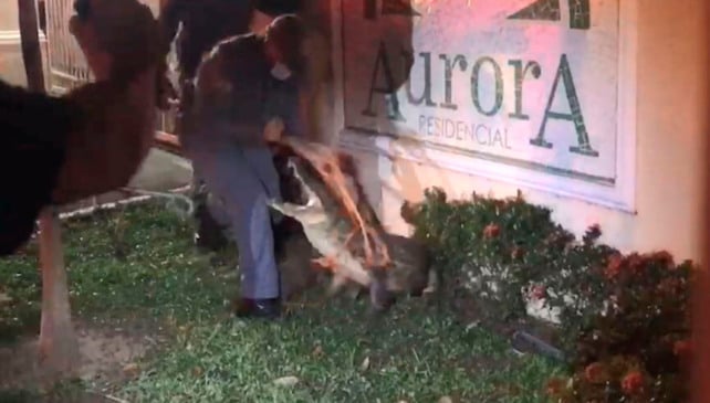 Jacaré me Paulínia. (Foto: Divulgação)