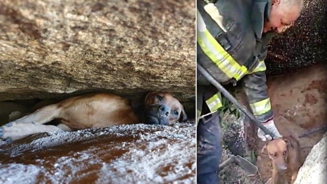 Bombeiros resgatam cachorro preso entre pedras após 4 horas de trabalho