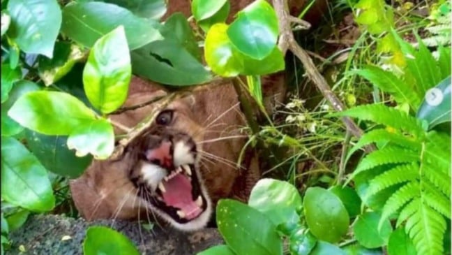 Bombeiros resgatam onça parda de casa em Campo Limpo Paulista