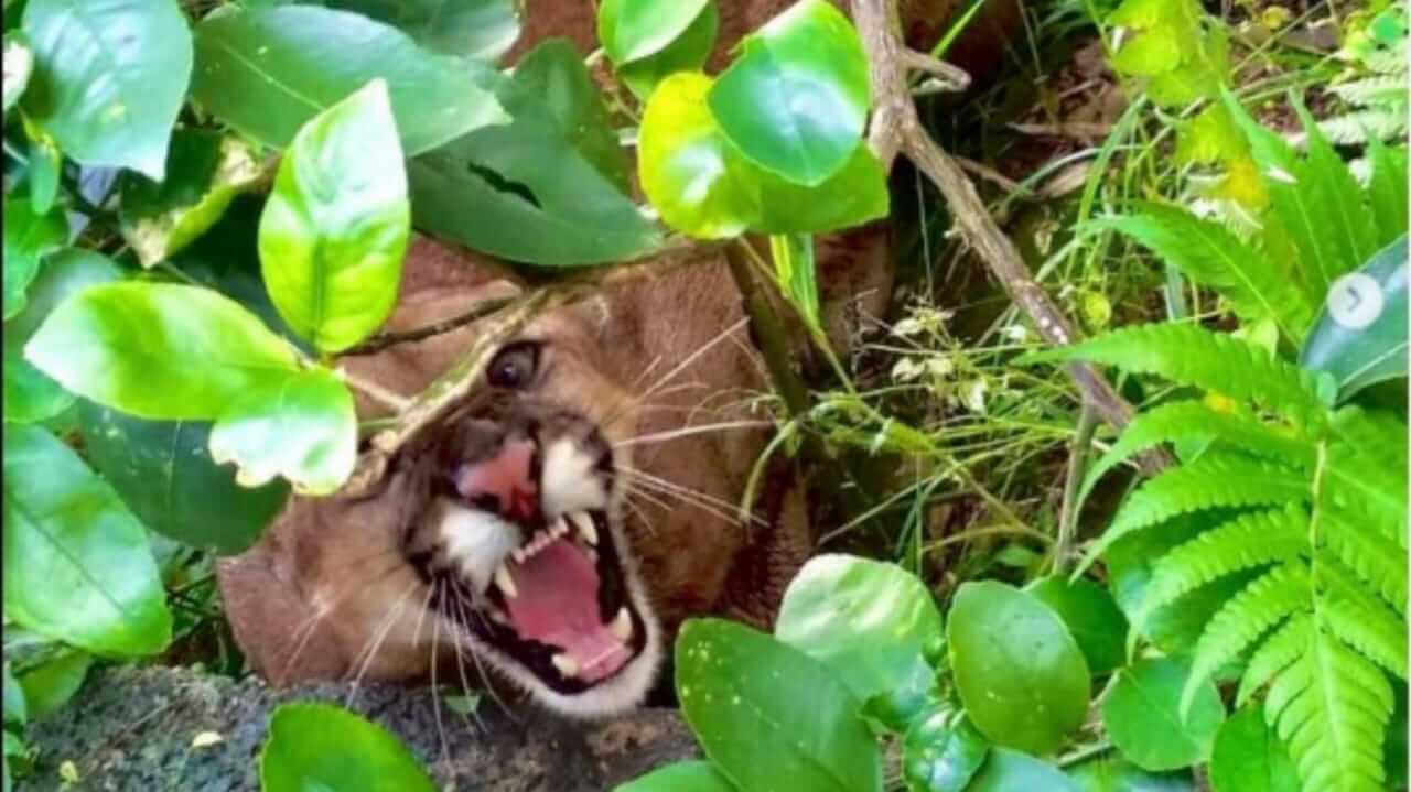 Bombeiros resgatam onça parda de casa em Campo Limpo Paulista