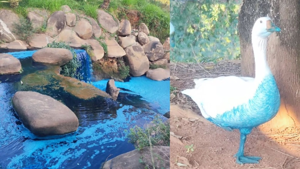 Lago tingido de azul, à esquerda; pato tingido de azul à direita.