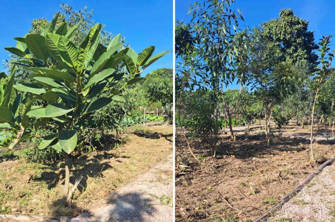 Foto: Divulgação Foto: Divulgação