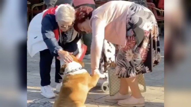 buldogue-cumprimentando-idosas